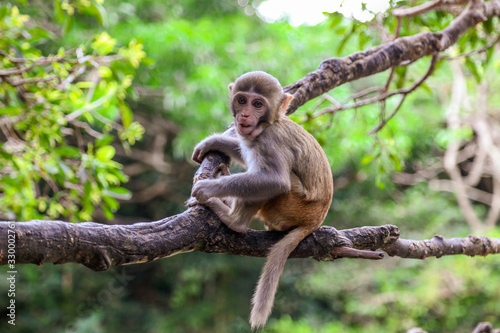 Little monkey on a tree in the park