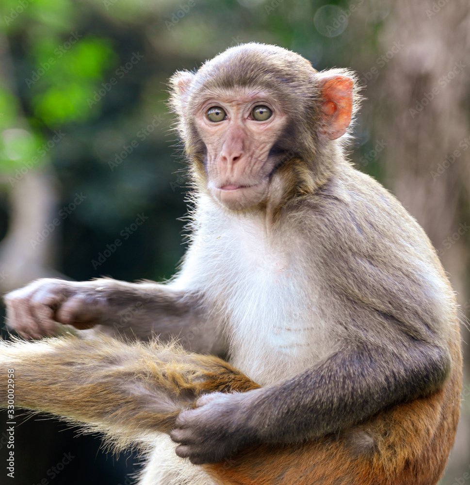 Portrait of a monkey in the park Portrait of a monkey in the park