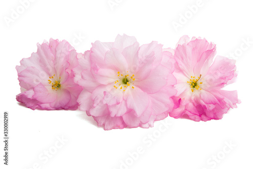 sakura flower isolated