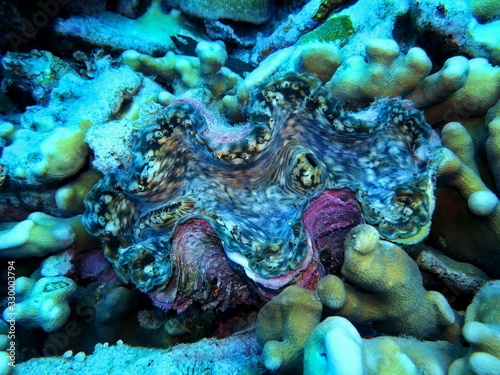 The amazing and mysterious underwater world of Indonesia, North Sulawesi, Manado, clam