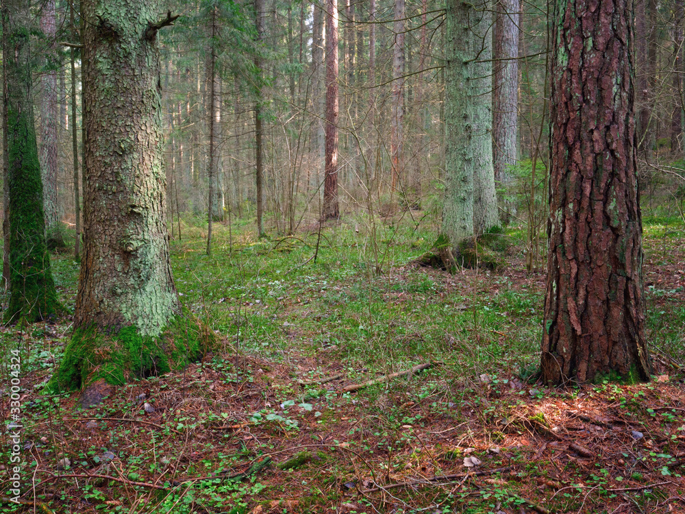 Fototapeta premium panorama of an old spruce forest with moss on the ground