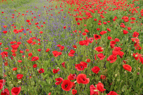 Gorgeous floral background strewn with red poppies