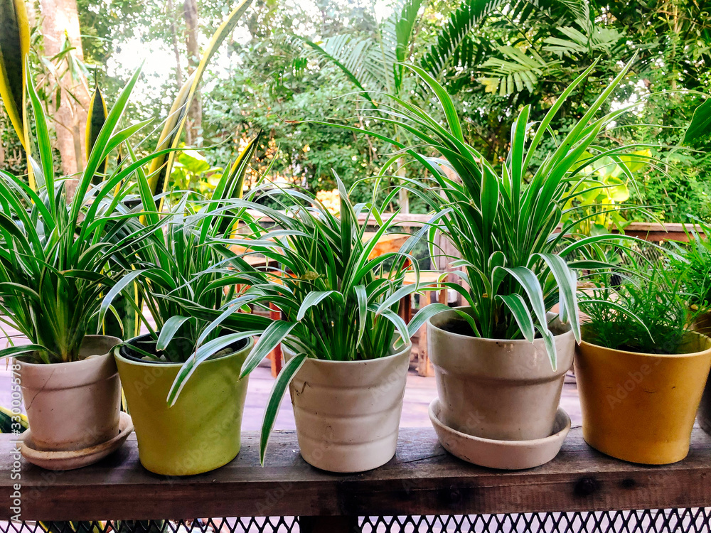Fototapeta premium Small potted plants on a shelf