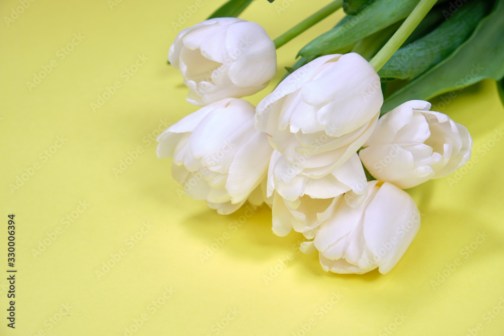 Obraz premium Postcard. Seven white tulips on a yellow background. Space for text