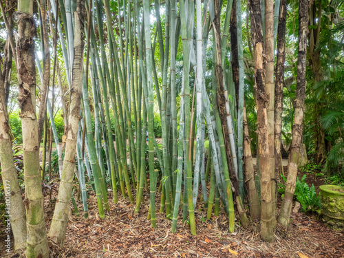 Giant timber bamboo photo