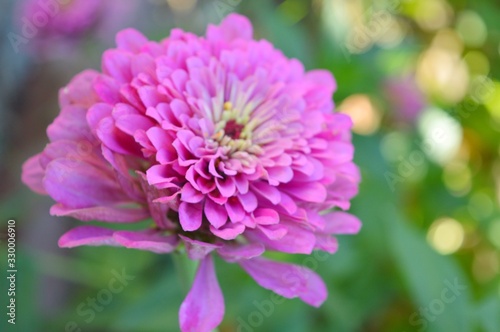 Beautiful Zinnia flowers background nature background with bokeh.