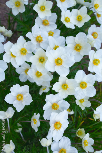 anemone flowers growing photo