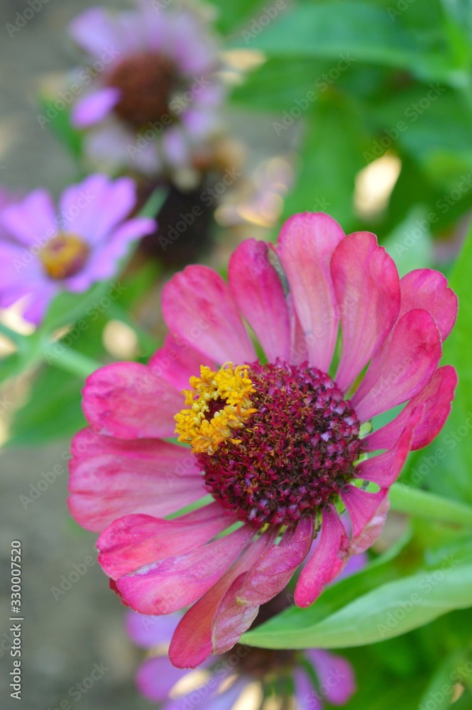 Beautiful Zinnia flowers background,nature background with bokeh. Beautiful Zinnia flowers background,nature background with bokeh.