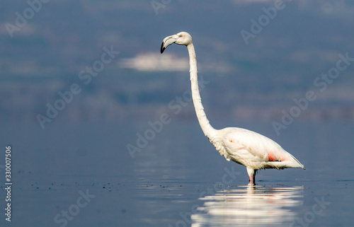 Fototapeta Naklejka Na Ścianę i Meble -  Greater Flamingo of Lake Kerkini