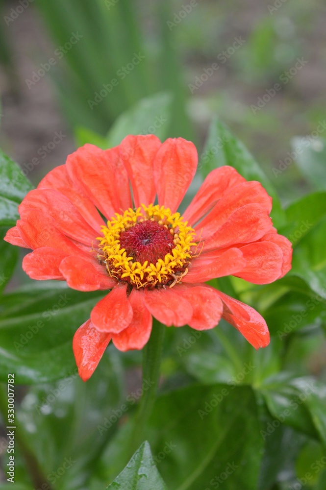 Beautiful Zinnia flowers background,nature background with bokeh. Beautiful Zinnia flowers background,nature background with bokeh.