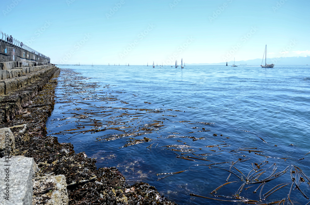 Fototapeta premium yachts and catamarans in sailing races in sunny summer day. regatta is starting: sailboats go away to the Pacific ocean. Victoria, British Columbia. Canada
