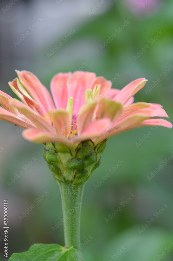 Fototapeta premium Beautiful Zinnia flowers background,nature background with bokeh.