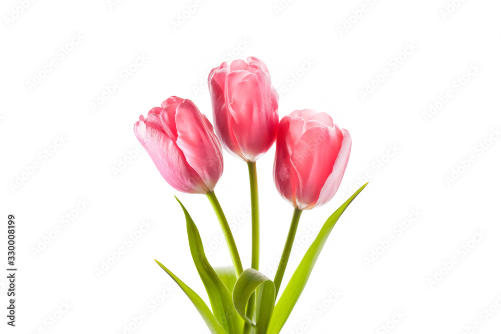 Three beautiful pink tulips isolated on white background, floral wallpaper