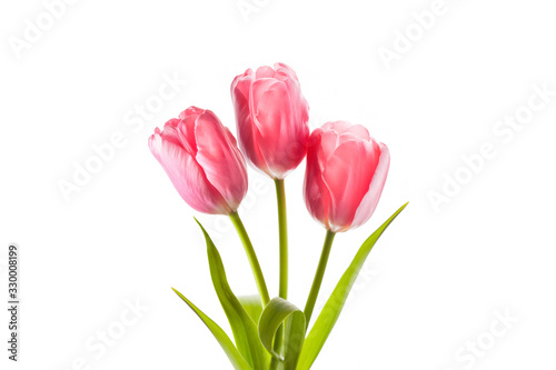 Three beautiful pink tulips isolated on white background, floral wallpaper