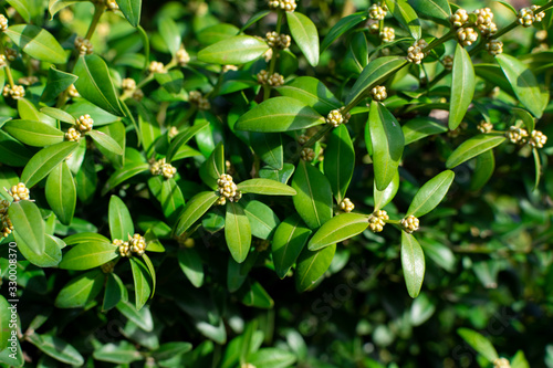  Branches and green leaves of boxwood. Boxwood is blooming.