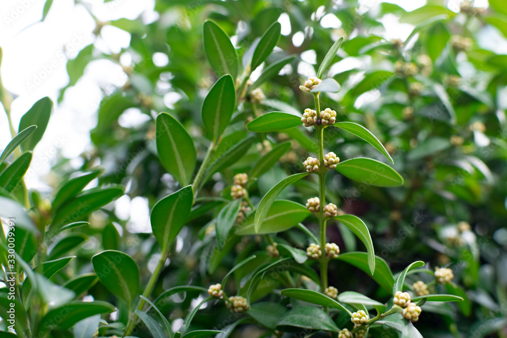  Branches and green leaves of boxwood. Boxwood is blooming.