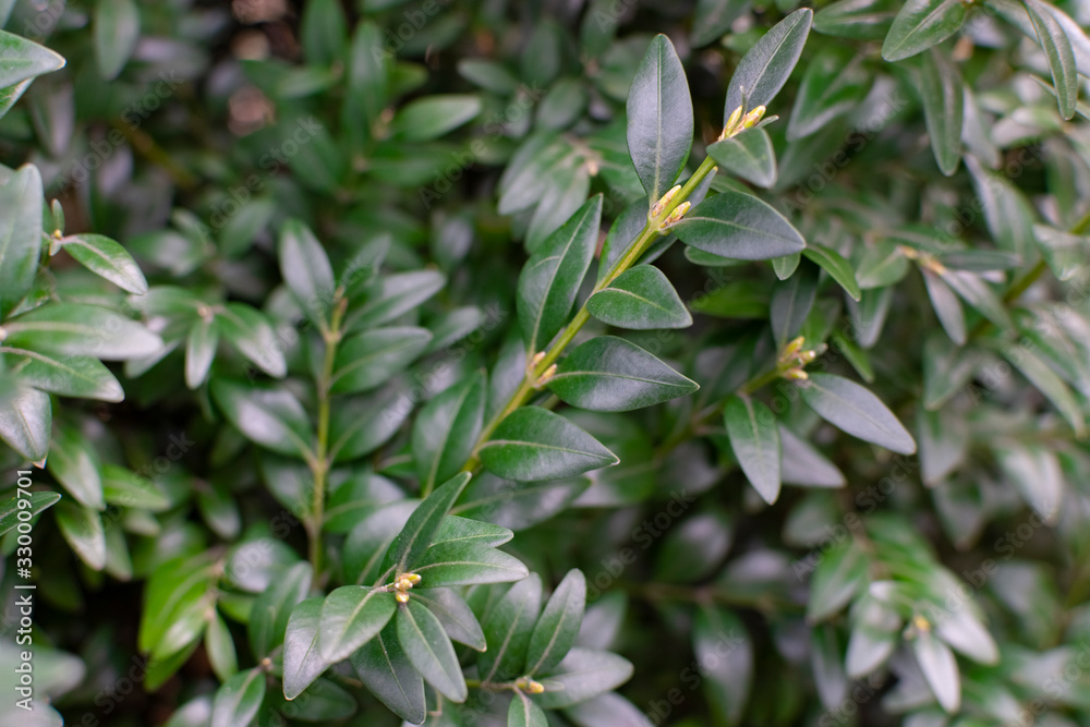 Obraz premium Branches and green leaves of boxwood. Boxwood is blooming.