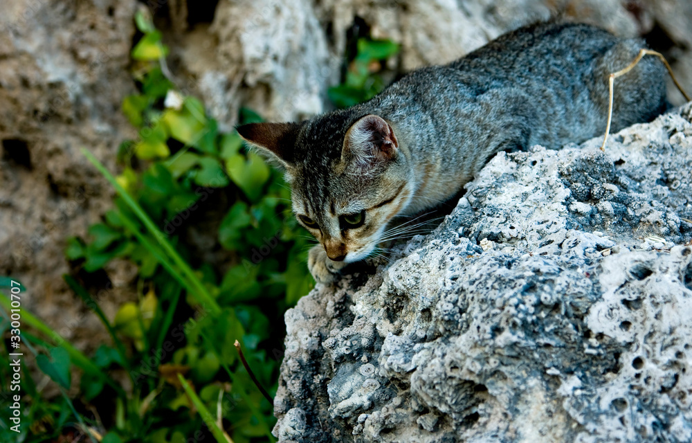 Cat hunts sitting on a stone on a background of grass