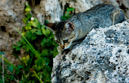 Cat hunts sitting on a stone on a background of grass