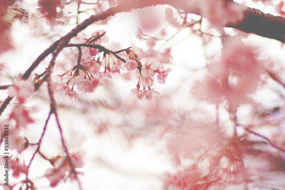 Obraz premium 桜 フィルム風