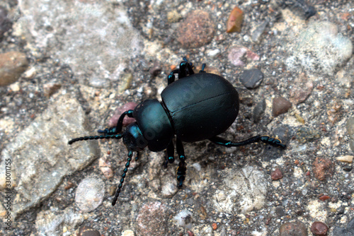 Black Lawn Beetle  Heteronychus arator . Closeup stock photography.