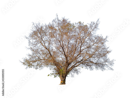 Large trees with little leaves, in autumn, naturally, on a white backdrop.