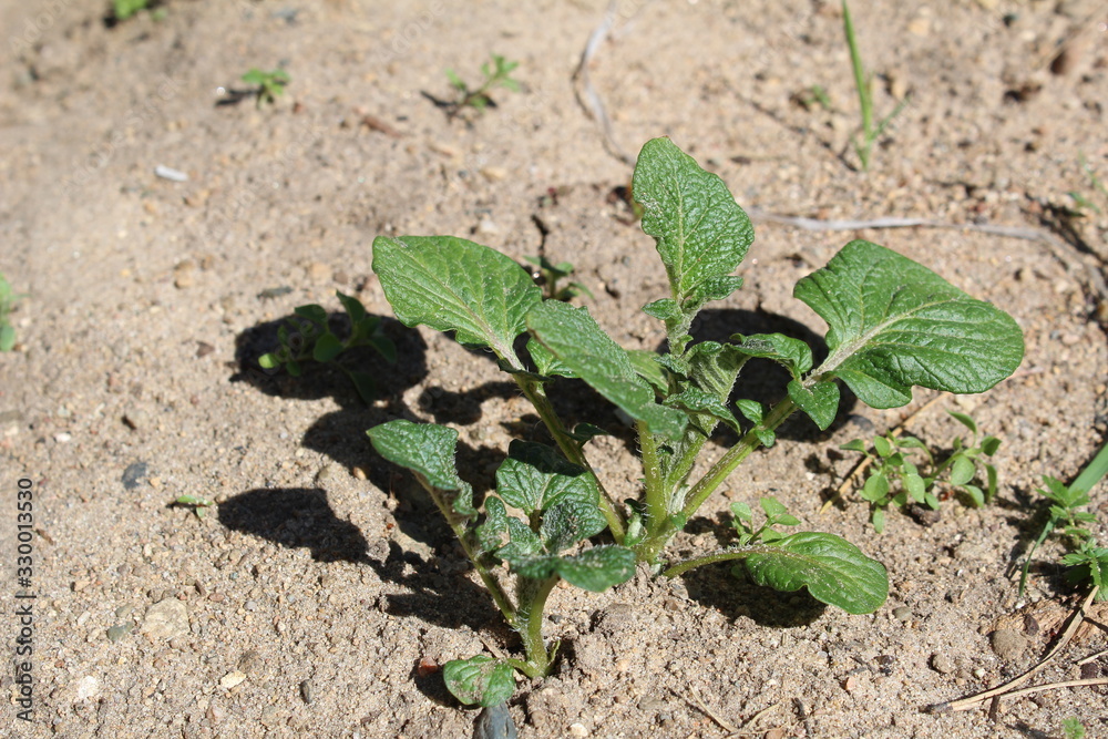 young potato plants in the garden in summer young potato plants in the garden in summer