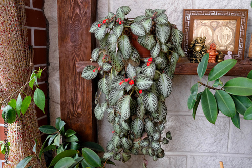 Blooming episcia, houseplant. Beautiful red flower plants in a pot. Indoor plant. has grown