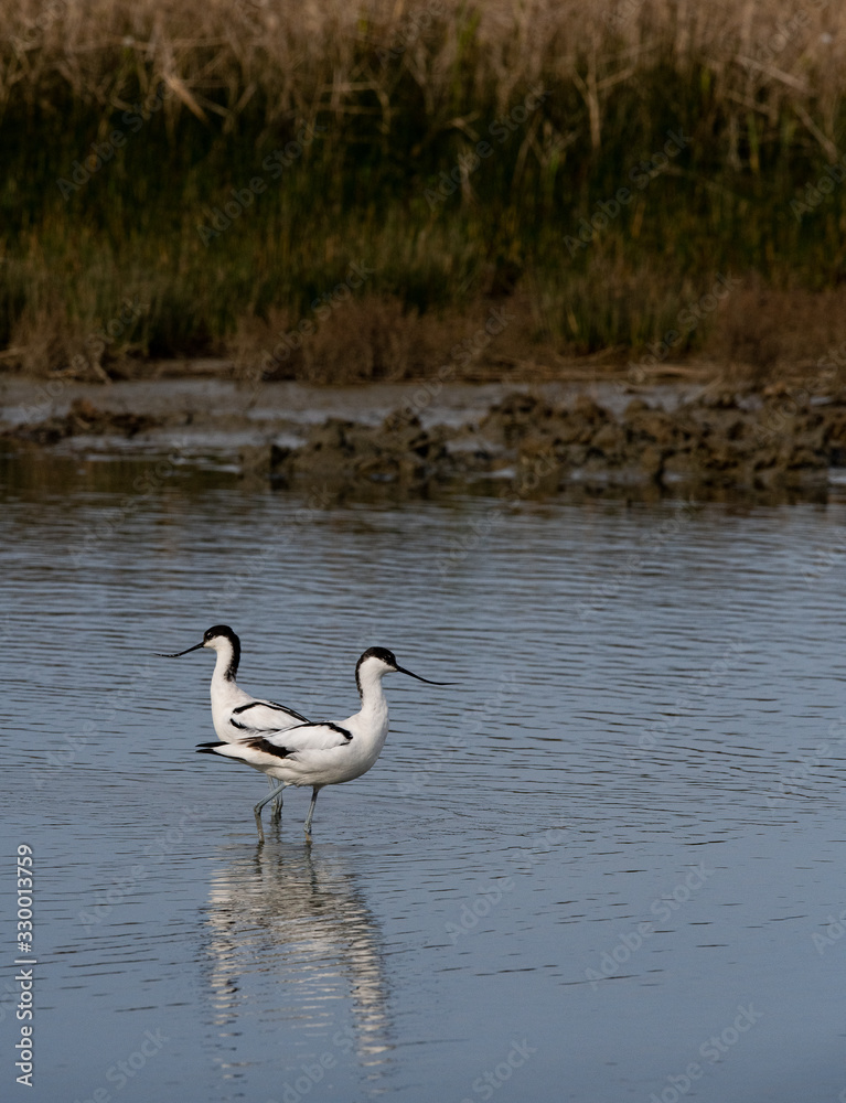 groupe avocette élégante