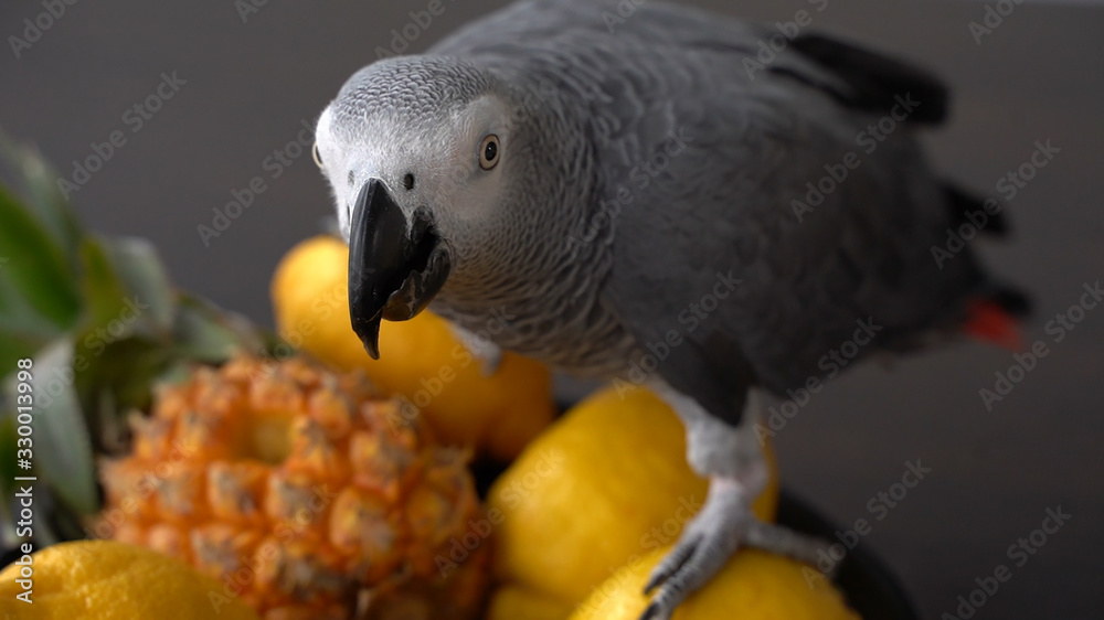 Obraz premium Grey parrot sits on fruit lemon pineapple
