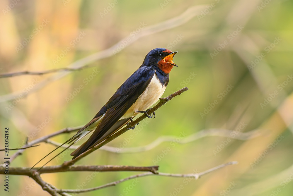 Barn Swallow -Hirundo rustica, beautiful popular perching bird from Europe, Hortobagy, Hungary.