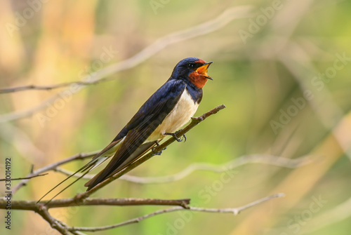 Barn Swallow -Hirundo rustica, beautiful popular perching bird from Europe, Hortobagy, Hungary.