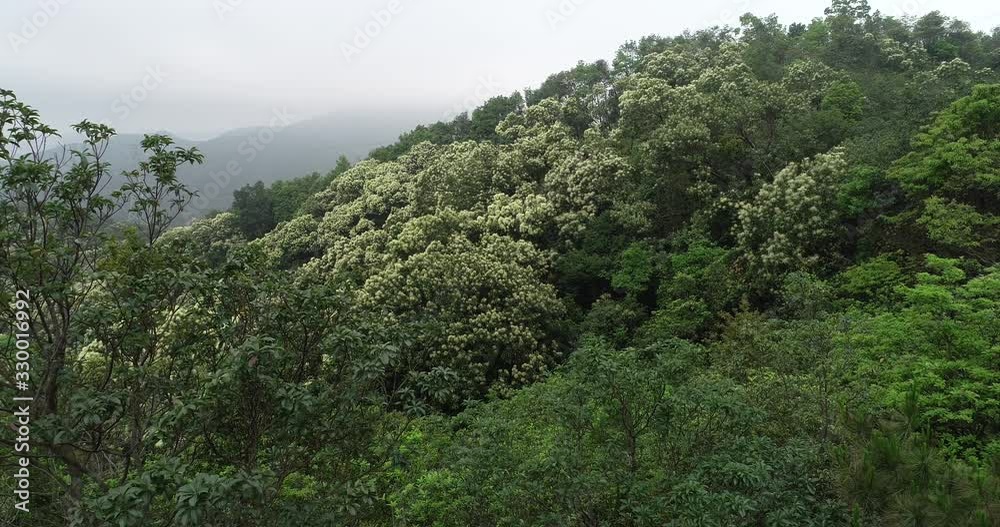 Drone aerial view of green forest with flowering castanopsis fissa trees in spring Drone aerial view of green forest with flowering castanopsis fissa trees in spring