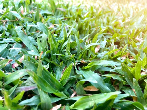 Green carpet grass with sunlight in the garden for background.