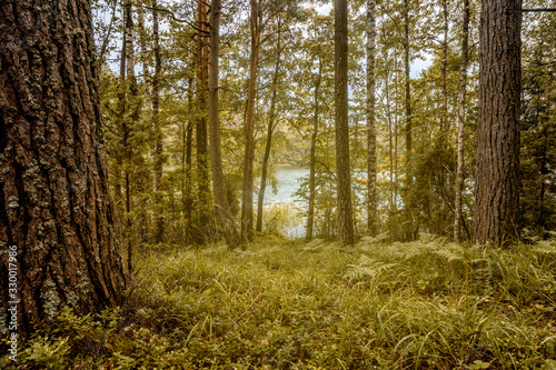 Beautiful forest. Through the trees you can see the lake