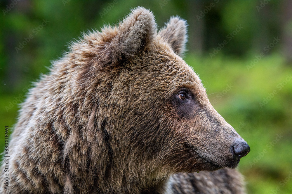 Brown bear in the summer forest. Close up portrait, side view, green natural background. Scientific name: Ursus arctos. Natural habitat. Brown bear in the summer forest. Close up portrait, side view, green natural background. Scientific name: Ursus arctos. Natural habitat.