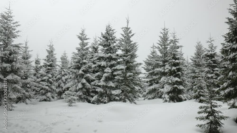Panoramic shot of spruce forest on a snowy cloudy day. Panoramic shot of spruce forest on a snowy cloudy day.