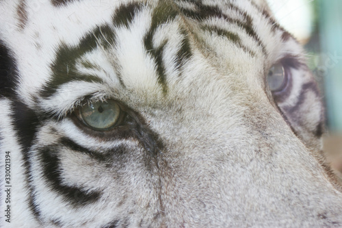 eyes of a tiger © Martin