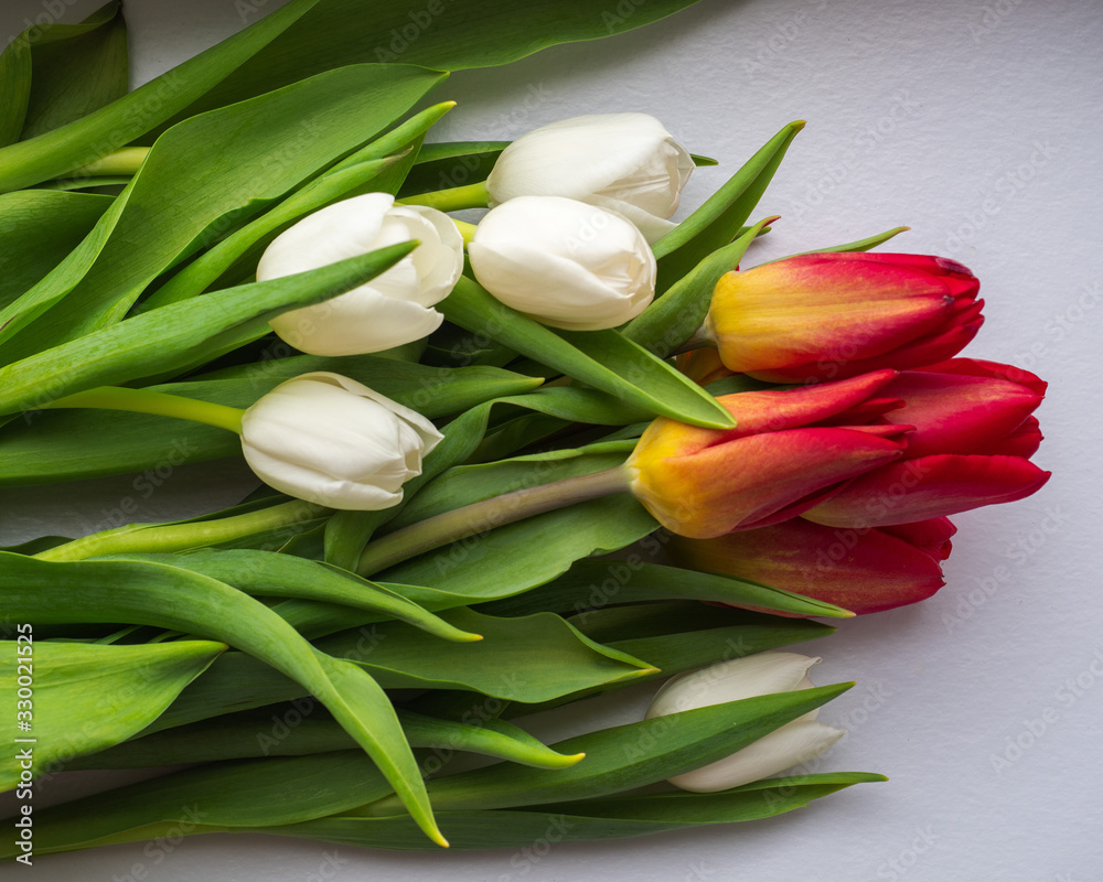 Bouquet of blooming white and red tulips lying on a white background, close-up Bouquet of blooming white and red tulips lying on a white background, close-up
