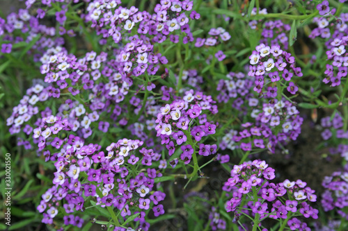 purple flowers in the garden