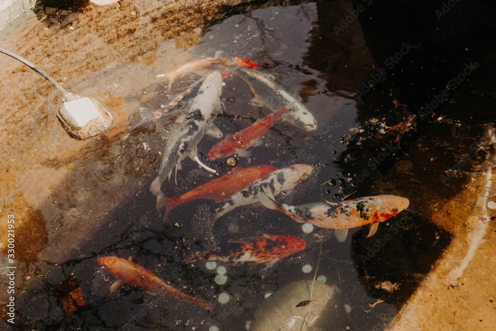 Ornamental fish. Japanese spotted red and white carp swimming in the Park pond with the reflection of trees and sun rays in the water Ornamental fish. Japanese spotted red and white carp swimming in the Park pond with the reflection of trees and sun rays in the water