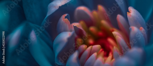 Canvas Print Blooming chrysanthemum or daisy flower, close-up floral petals as botanical back