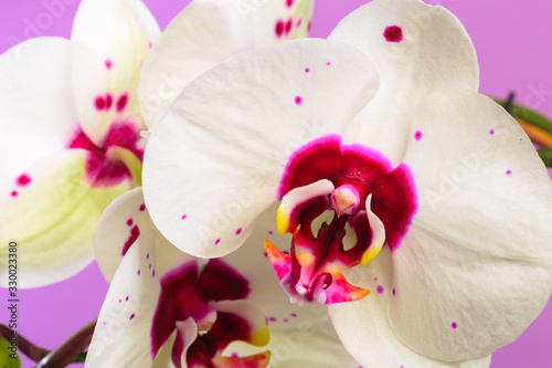 Fototapeta Naklejka Na Ścianę i Meble -  white orchid close up view on pastel pink  background. - Image