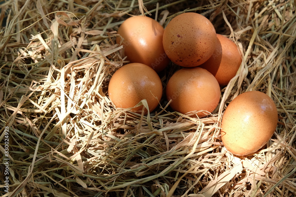 Eggs in the nest on the straw Eggs in the nest on the straw