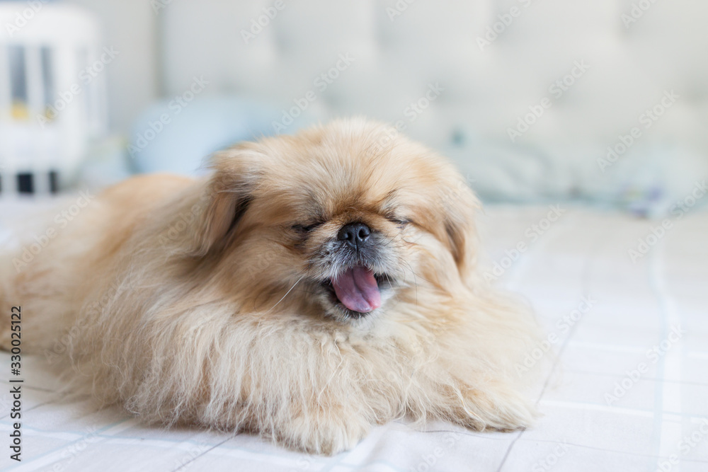 Pekingese dog of beige color lies on a bed of a muzzle close-up and yawns Pekingese dog of beige color lies on a bed of a muzzle close-up and yawns