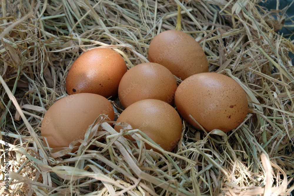 Eggs in the nest on the straw Eggs in the nest on the straw