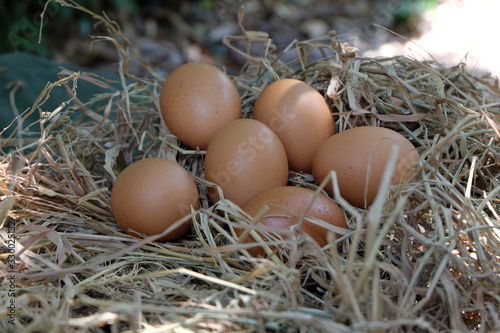 Eggs in the nest on the straw