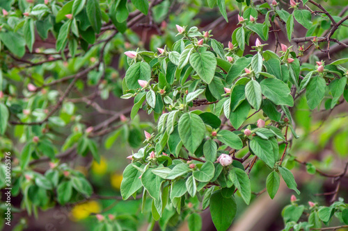 quince fruit blooms on a branch during spring flowering. flowering trees in the orchard. selective focus