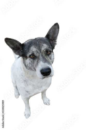 dog sitting down and looking up on white background