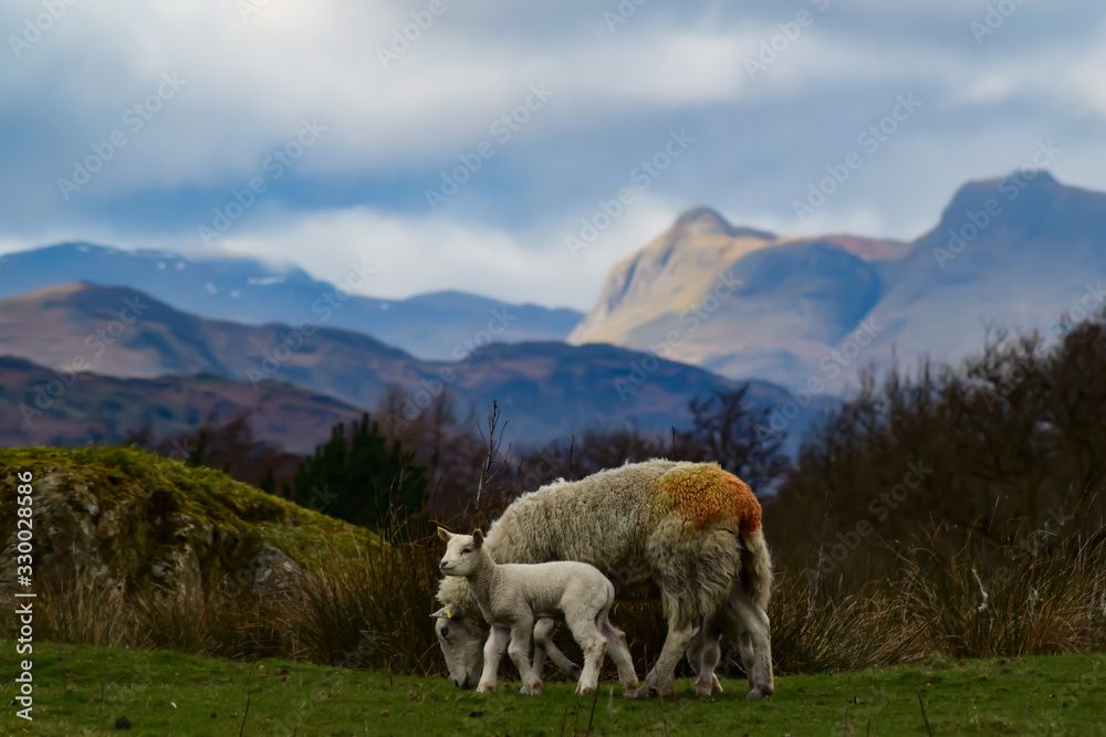 Obraz premium Mountain Lamb